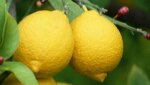 citron.jpg